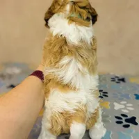 Princess, a female Cavapoo for sale in Fordland, MO – Photo 3 of 9