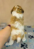 Princess, a female Cavapoo for sale in Fordland, MO – Photo 5 of 9