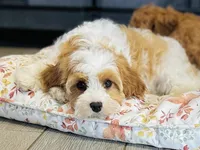 Princess, a female Cavapoo for sale in Fordland, MO – Photo 8 of 9