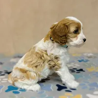 Princess, a female Cavapoo for sale in Fordland, MO – Photo 6 of 9