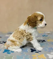 Princess, a female Cavapoo for sale in Fordland, MO – Photo 8 of 9