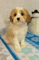 Princess, a female Cavapoo for sale in Fordland, MO – Photo 2 of 9