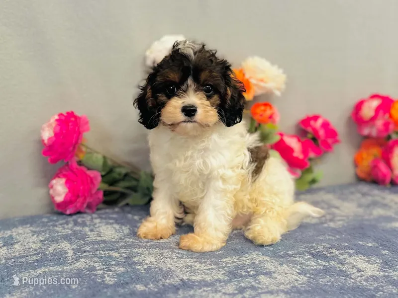 Java – Cavapoo puppy for sale in Fordland, MO