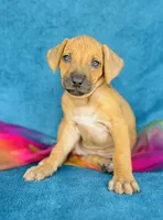 Jendayi, a female Rhodesian Ridgeback for sale in Fordland, MO – 2 of 8