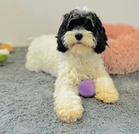 Nilla, a female Cavapoo and Poodle - Miniature  for sale in Fordland, MO – 8 of 9