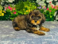 Caius, a male Cavapoo for sale in Fordland, MO – 2 of 7