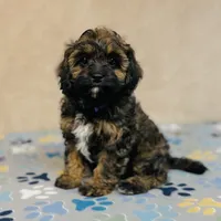 Tova, a female Cavapoo and Poodle - Miniature  for sale in Fordland, MO – Photo 4 of 6