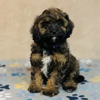 Tova, a female Cavapoo and Poodle - Miniature  for sale in Fordland, MO – Photo 3 of 6