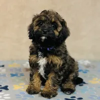 Tova, a female Cavapoo and Poodle - Miniature  for sale in Fordland, MO – Photo 1 of 6