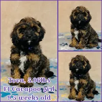 Tova, a female Cavapoo and Poodle - Miniature  for sale in Fordland, MO – Photo 2 of 6