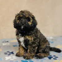 Tova, a female Cavapoo and Poodle - Miniature  for sale in Fordland, MO – Photo 6 of 6