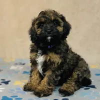 Tova, a female Cavapoo and Poodle - Miniature  for sale in Fordland, MO – Photo 5 of 6