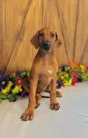 Mae, a female Rhodesian Ridgeback for sale in Fordland, MO – 6 of 8