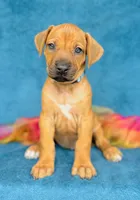 Zuri, a female Rhodesian Ridgeback for sale in Fordland, MO – 6 of 10