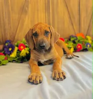 Wade, a male Rhodesian Ridgeback for sale in Fordland, MO – 5 of 9