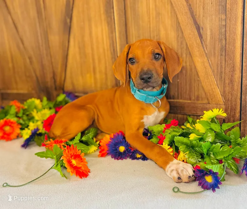Jewel – Rhodesian Ridgeback puppy for sale in Fordland, MO