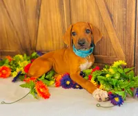 Jewel, a female Rhodesian Ridgeback for sale in Fordland, MO – 1 of 8