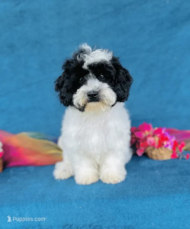Esme – Cavapoo, Poodle - Miniature  puppy for sale in Fordland, MO