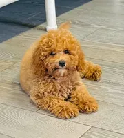 Cascade, a female Cavapoo for sale in Fordland, MO – 3 of 9