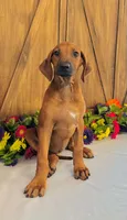 Mae, a female Rhodesian Ridgeback for sale in Fordland, MO – 1 of 8