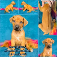 Zuri, a female Rhodesian Ridgeback for sale in Fordland, MO – 9 of 10
