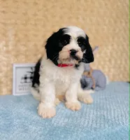 Tom, a male Cavapoo and Poodle - Miniature  for sale in Fordland, MO – 4 of 8