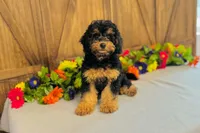 Zenith, a female Cavapoo for sale in Fordland, MO – 6 of 7