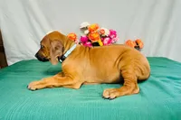 Mae, a female Rhodesian Ridgeback for sale in Fordland, MO – 5 of 8