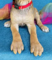 Imani, a female Rhodesian Ridgeback for sale in Fordland, MO – 2 of 8
