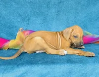 Jendayi, a female Rhodesian Ridgeback for sale in Fordland, MO – 4 of 8