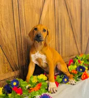 Royale, a female Rhodesian Ridgeback for sale in Fordland, MO – 3 of 9