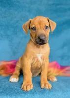 Zuri, a female Rhodesian Ridgeback for sale in Fordland, MO – 2 of 10