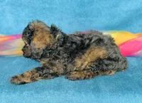 Plaid, a male Poodle - Toy  for sale in Fordland, MO – 7 of 8