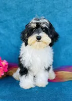 Aiko, a male Cavapoo and Poodle - Miniature  for sale in Fordland, MO – 9 of 10