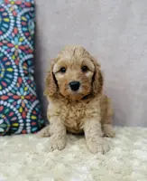 Phillip, a male Cavapoo and Poodle - Miniature  for sale in Fordland, MO – Photo 3 of 10