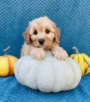 Phillip, a male Cavapoo and Poodle - Miniature  for sale in Fordland, MO – Photo 5 of 10