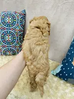 Phillip, a male Cavapoo and Poodle - Miniature  for sale in Fordland, MO – Photo 6 of 10