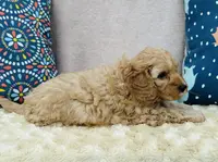 Phillip, a male Cavapoo and Poodle - Miniature  for sale in Fordland, MO – Photo 4 of 10