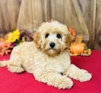 Phillip, a male Cavapoo and Poodle - Miniature  for sale in Fordland, MO – Photo 1 of 10