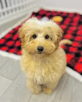 Phillip, a male Cavapoo and Poodle - Miniature  for sale in Fordland, MO – Photo 10 of 10