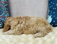 Phillip, a male Cavapoo and Poodle - Miniature  for sale in Fordland, MO – Photo 2 of 10