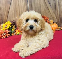 Phillip, a male Cavapoo and Poodle - Miniature  for sale in Fordland, MO – Photo 7 of 10