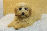 Phillip, a male Cavapoo and Poodle - Miniature  for sale in Fordland, MO – Photo 9 of 10