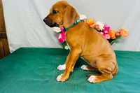 Jewel, a female Rhodesian Ridgeback for sale in Fordland, MO – 7 of 8