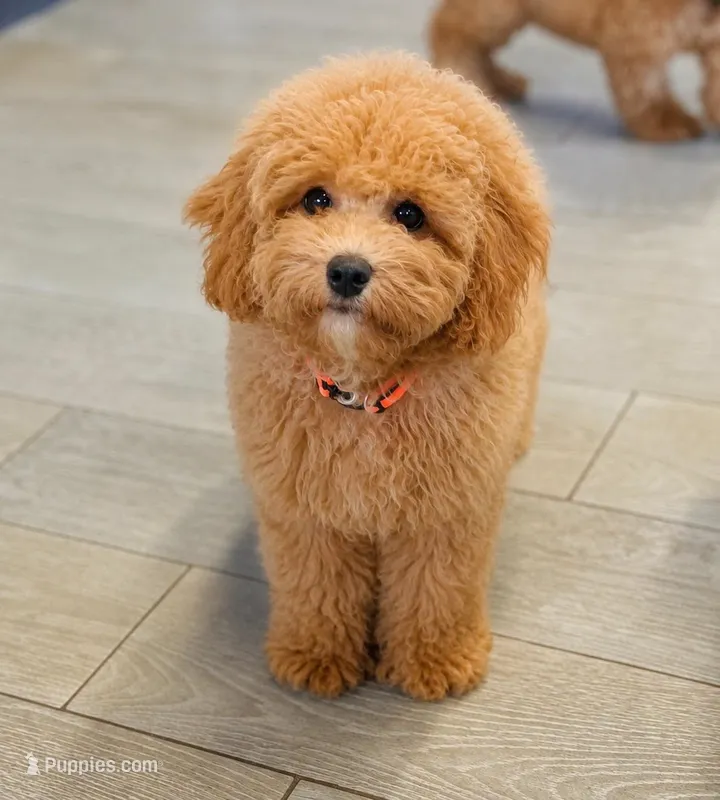Cascade – Cavapoo puppy for sale in Fordland, MO