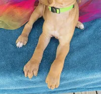 Jendayi, a female Rhodesian Ridgeback for sale in Fordland, MO – 5 of 8