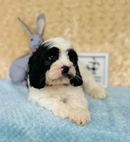 Tom, a male Cavapoo and Poodle - Miniature  for sale in Fordland, MO – 3 of 8