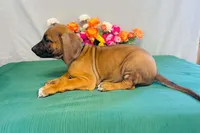 Walker, a male Rhodesian Ridgeback for sale in Fordland, MO – 5 of 8