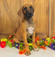 Walker, a male Rhodesian Ridgeback for sale in Fordland, MO – 7 of 8