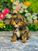 Oberyn, a male Cavapoo for sale in Fordland, MO – 6 of 9